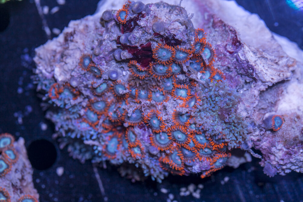 Zoanthids