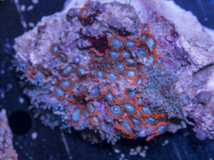 Zoanthids