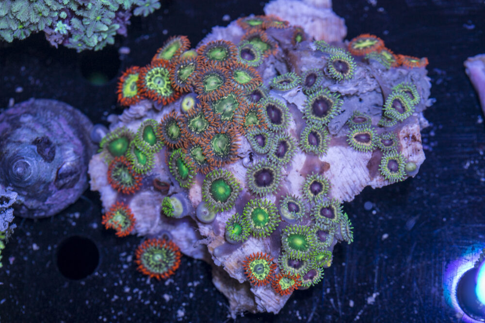 Zoanthids
