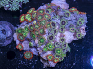 Zoanthids