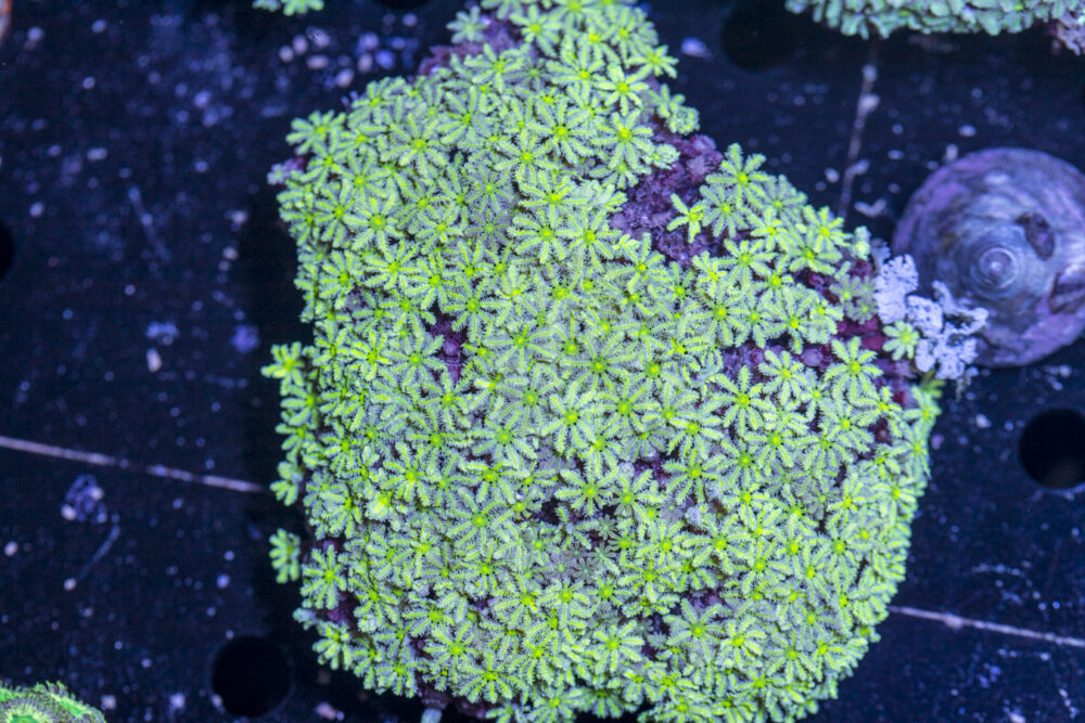 Tubipora