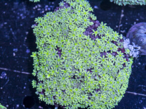 Tubipora