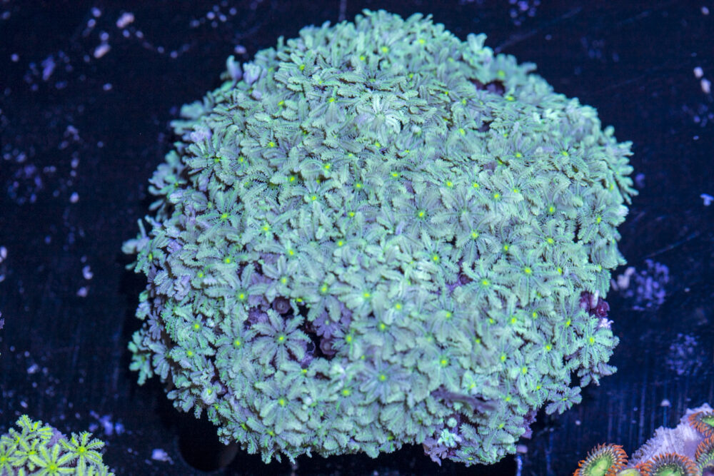 Tubipora