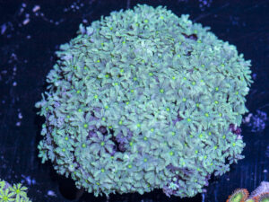 Tubipora