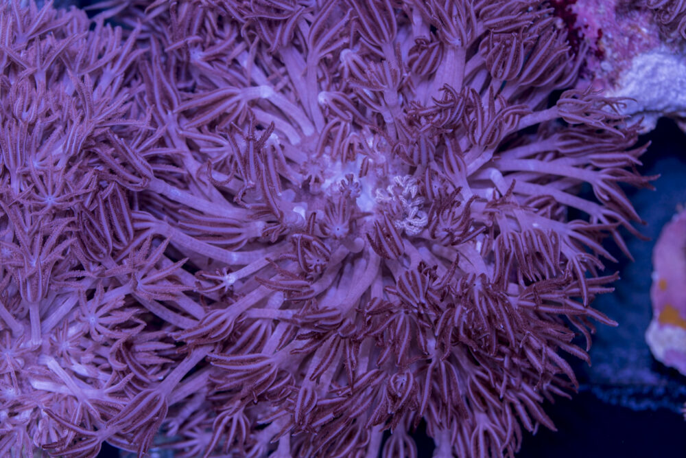 Xenia - Pulsating