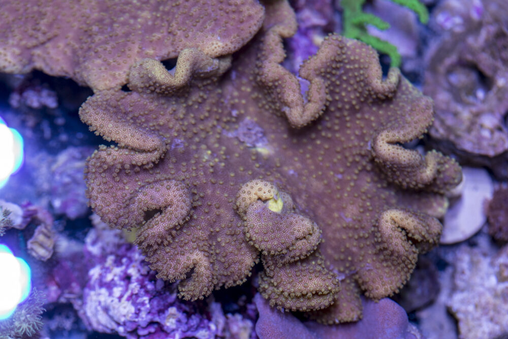 Toadstool Leather