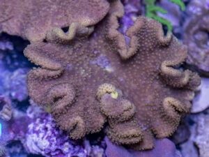 Toadstool Leather