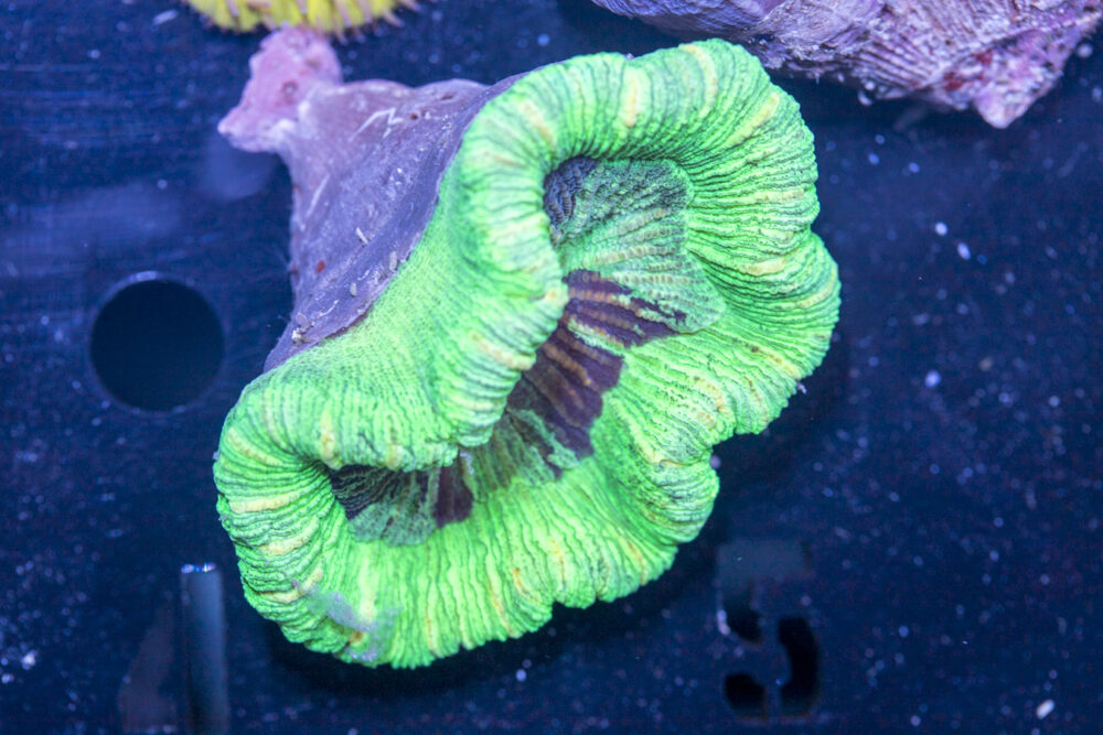 Trachyphyllia