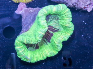 Trachyphyllia