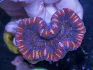 Trachyphyllia