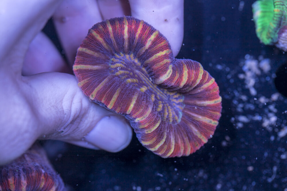 Trachyphyllia