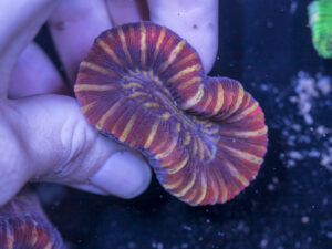 Trachyphyllia
