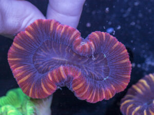 Trachyphyllia
