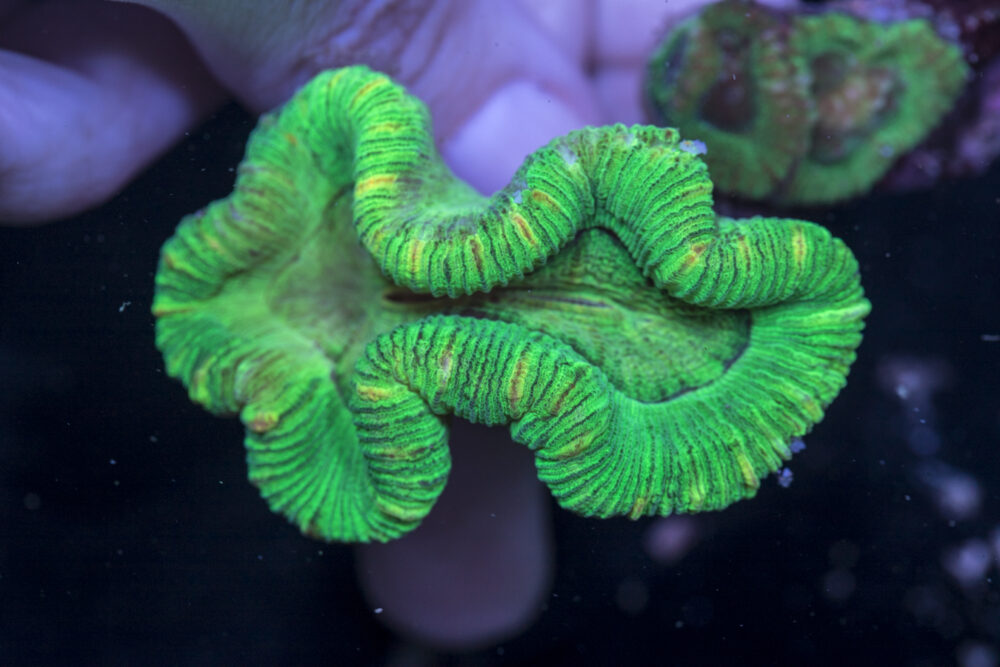 Trachyphyllia