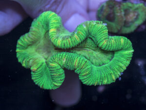 Trachyphyllia