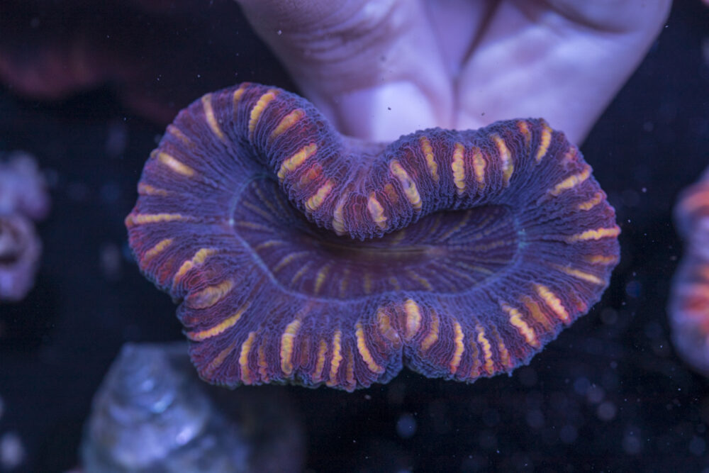 Trachyphyllia