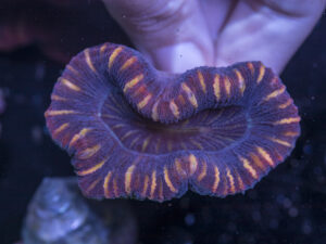 Trachyphyllia