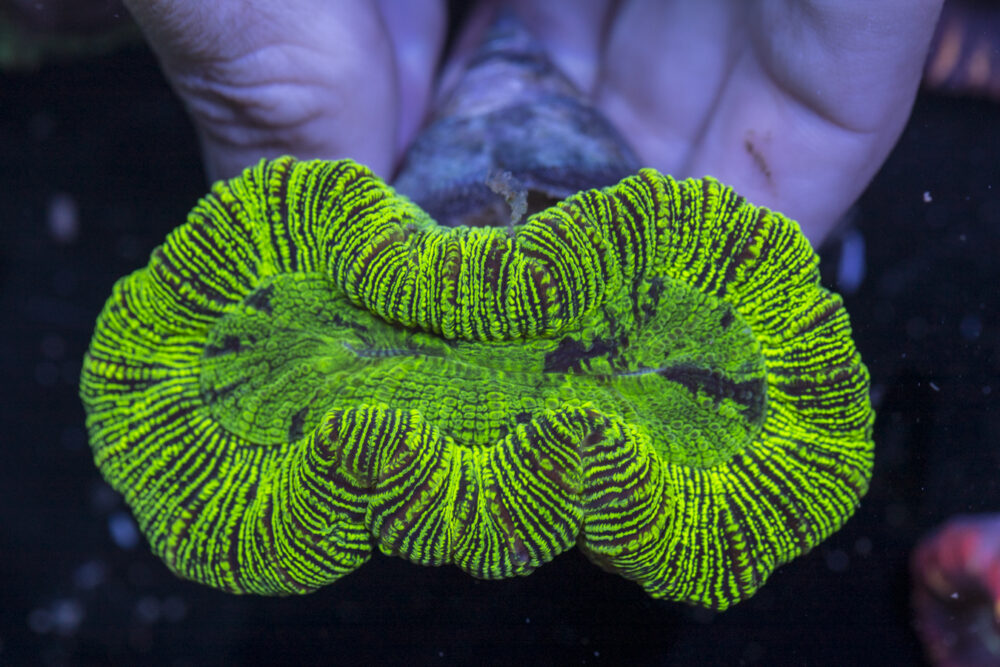 Trachyphyllia
