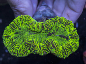 Trachyphyllia