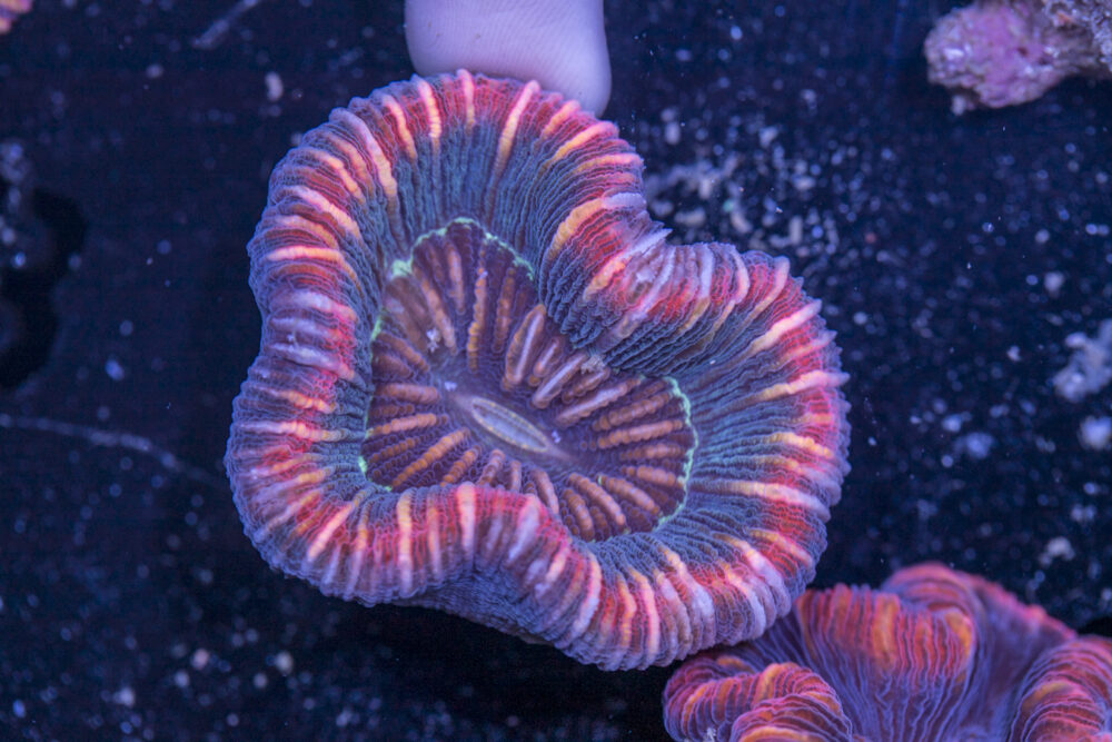 Trachyphyllia