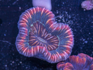 Trachyphyllia