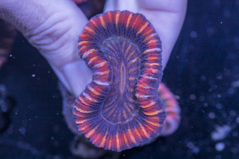 Trachyphyllia