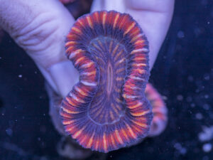 Trachyphyllia