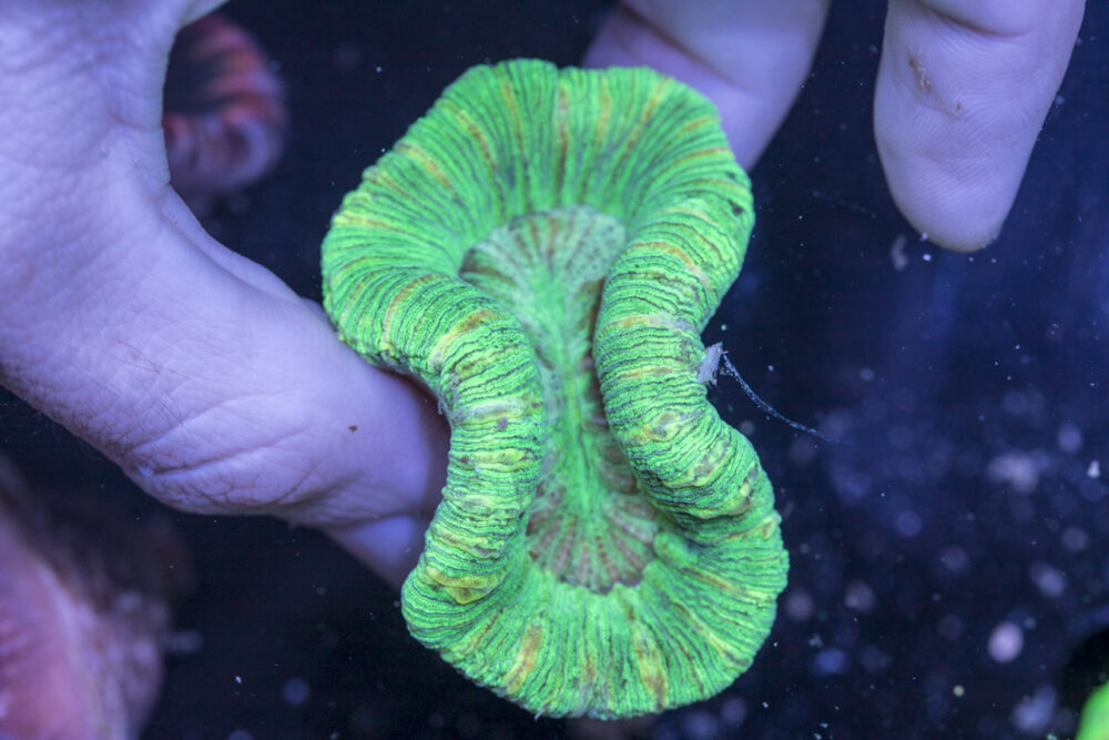 Trachyphyllia