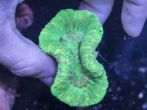 Trachyphyllia