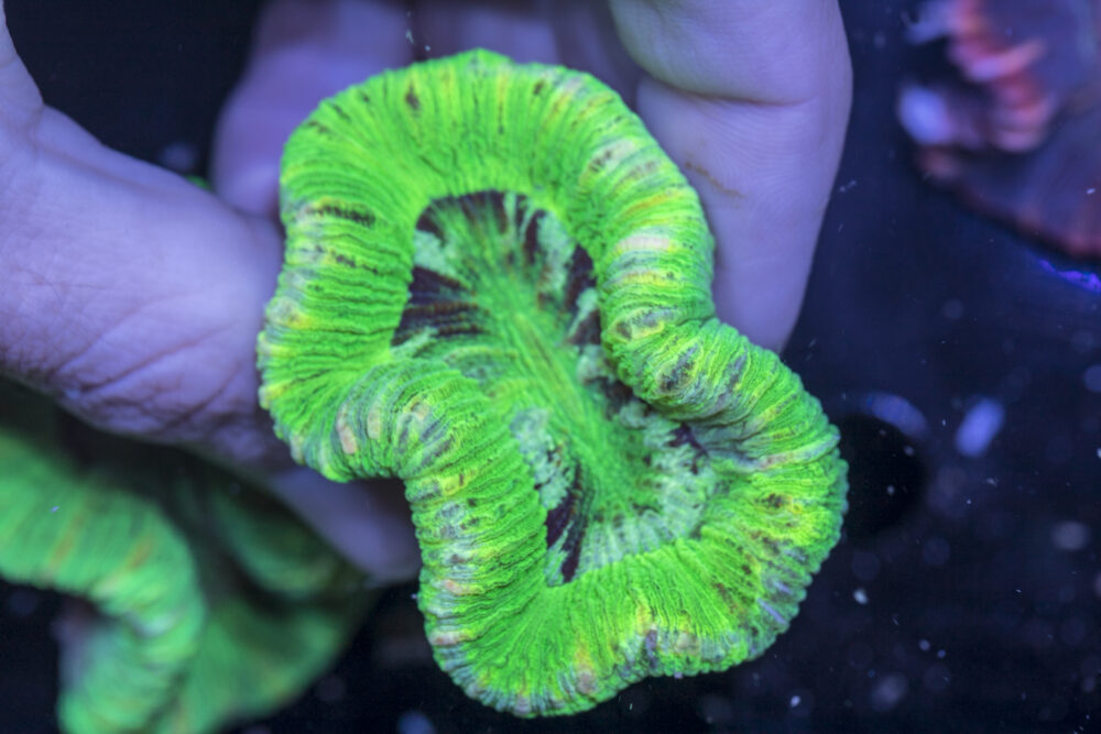 Trachyphyllia