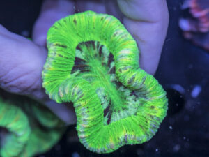 Trachyphyllia
