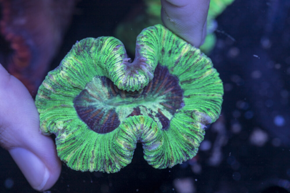 Trachyphyllia