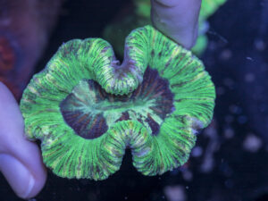 Trachyphyllia
