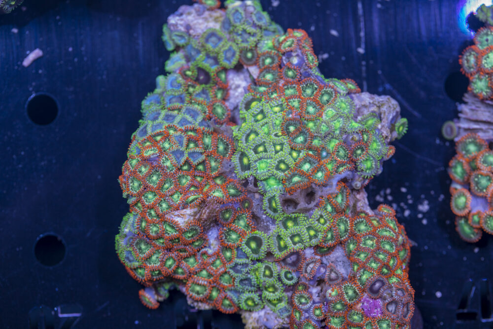 Zoanthids