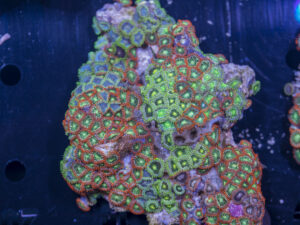 Zoanthids