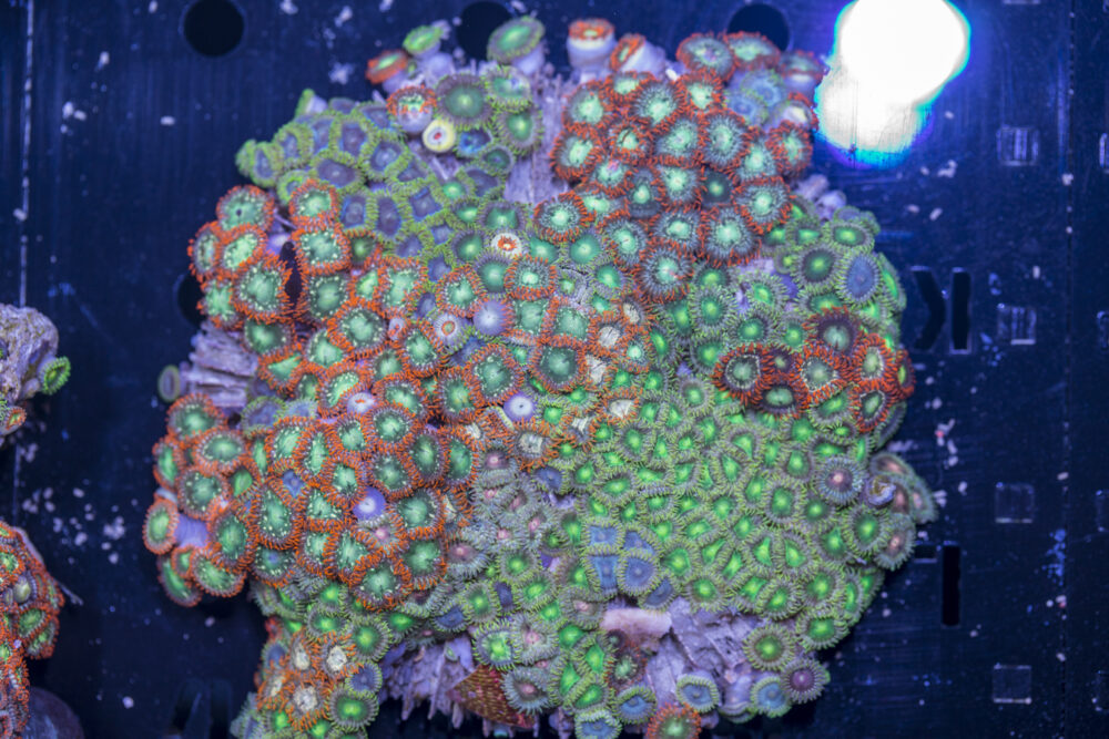 Zoanthids