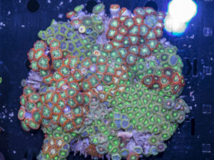 Zoanthids
