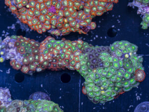 Zoanthids