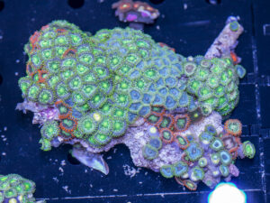 Zoanthids
