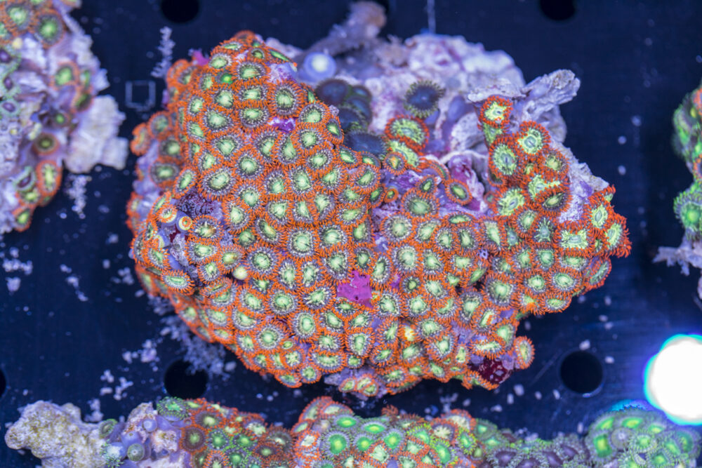 Zoanthids