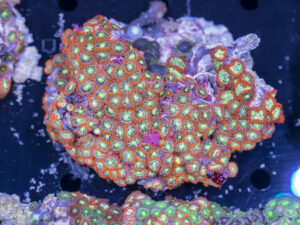 Zoanthids