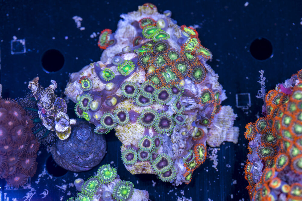 Zoanthids