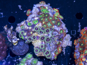 Zoanthids