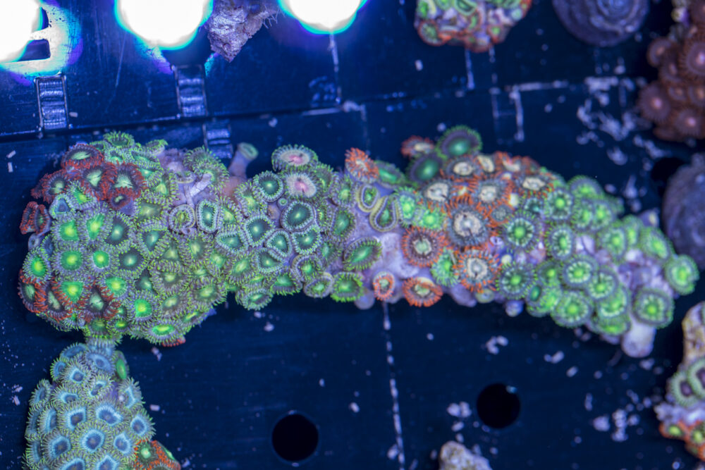Zoanthids