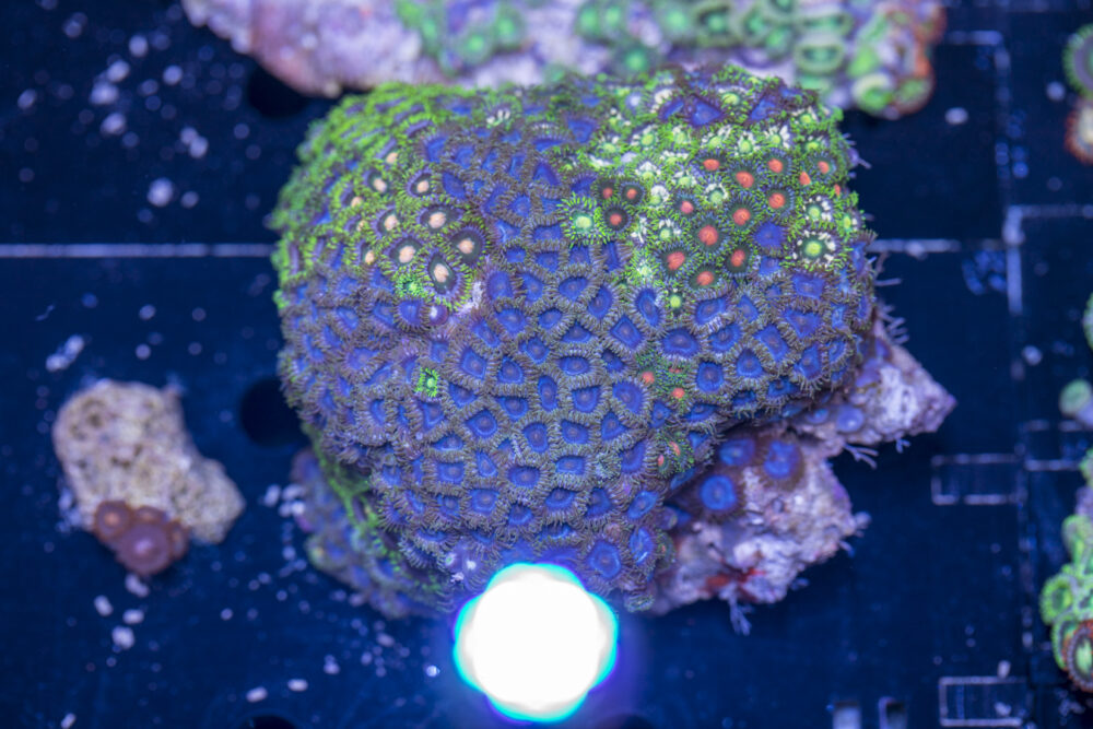 Zoanthids