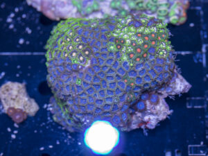 Zoanthids