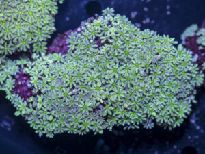 Tubipora