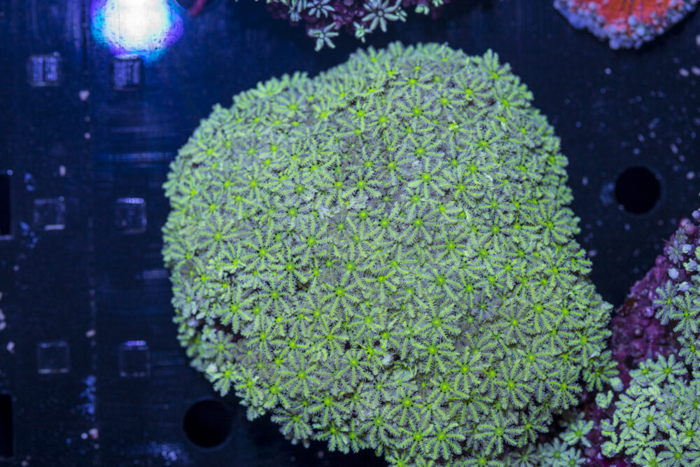 Tubipora