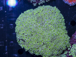 Tubipora