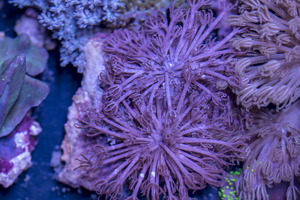 Xenia